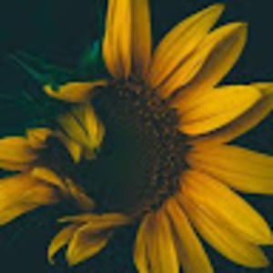 Meet your Posher, Kora